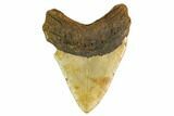 Huge Fossil Megalodon Tooth - North Carolina #172608-2